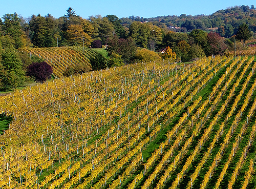 wine.Goriska.brda.slovenia